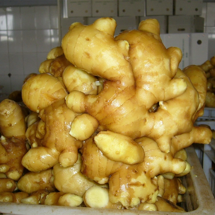 Pikantní čerstvý aromatický zázvor